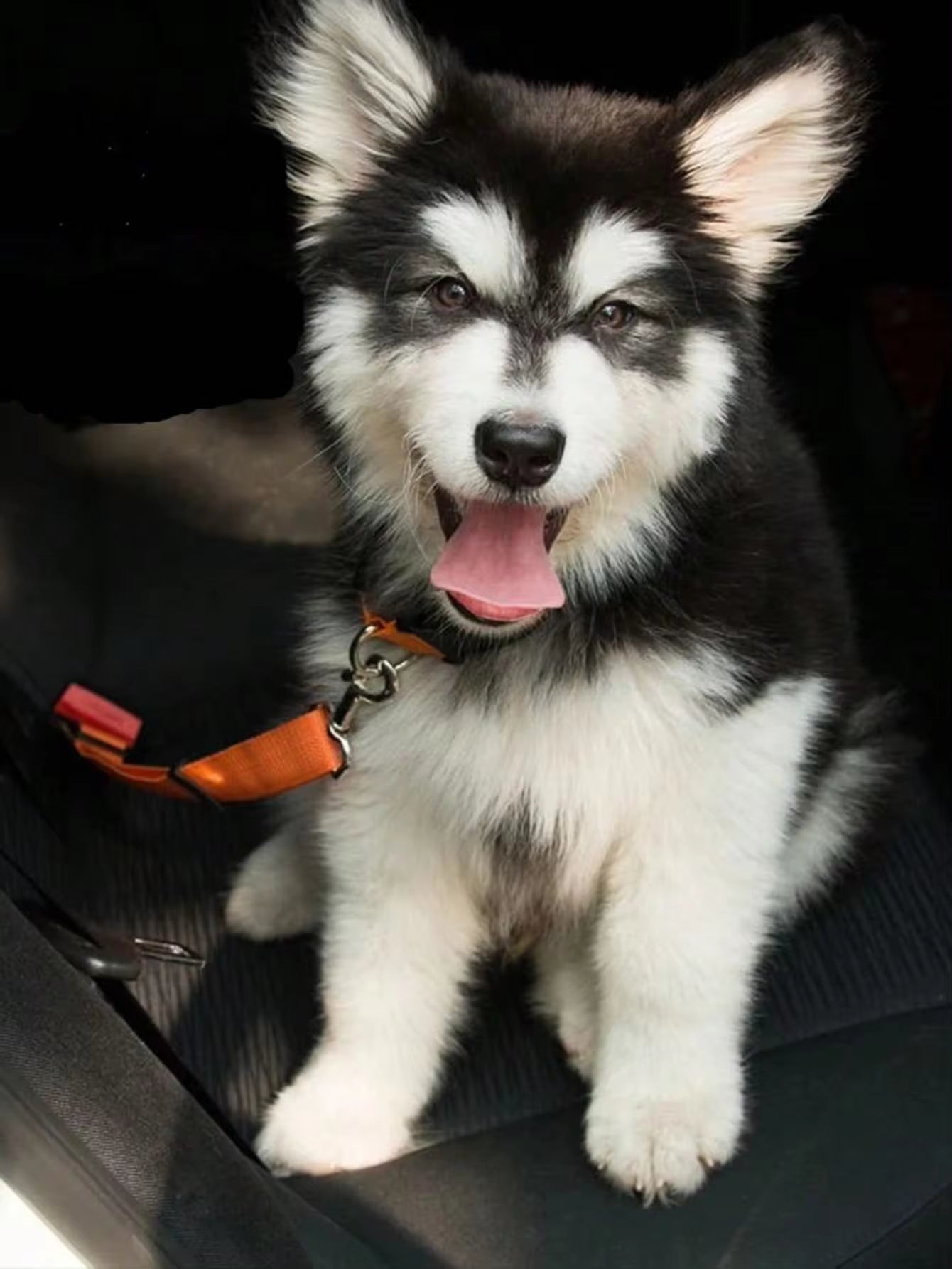 Adjustable and Retractable Pet Seat Belt for Dogs & Cats - Keep Your Furry Friends Safe During Car Rides!